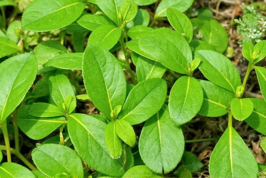 Close-up of Vietnamese coriander seeds showing their small black triangular shape