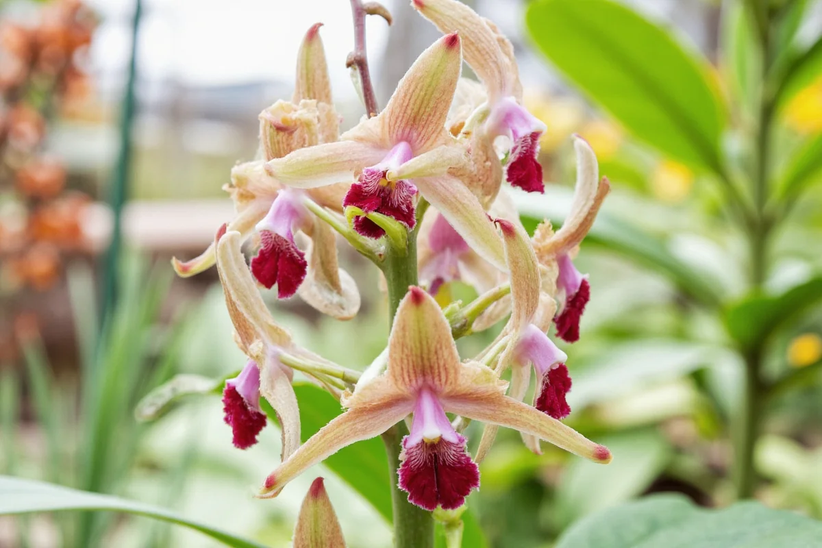 how to plant orchids in pot
