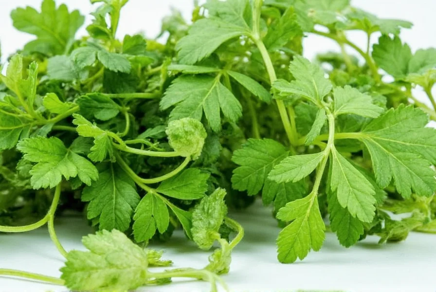 Fresh cilantro leaves next to dried coriander seeds