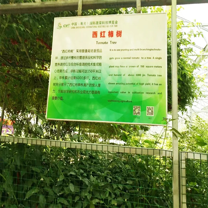 
Supply Hybrid High Quality Hot Sale Tomato Tree Seeds In China 