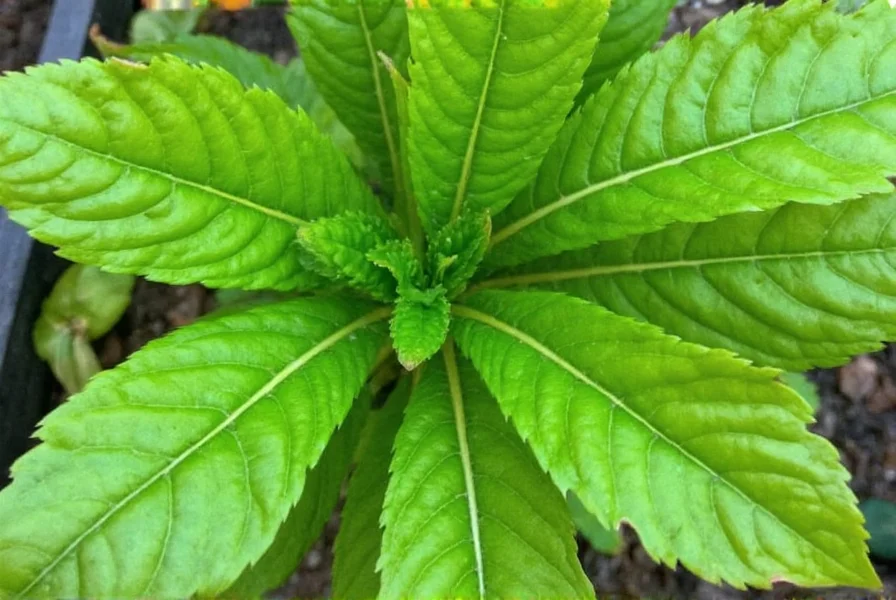Vietnamese Coriander Plants: Complete Growing Guide