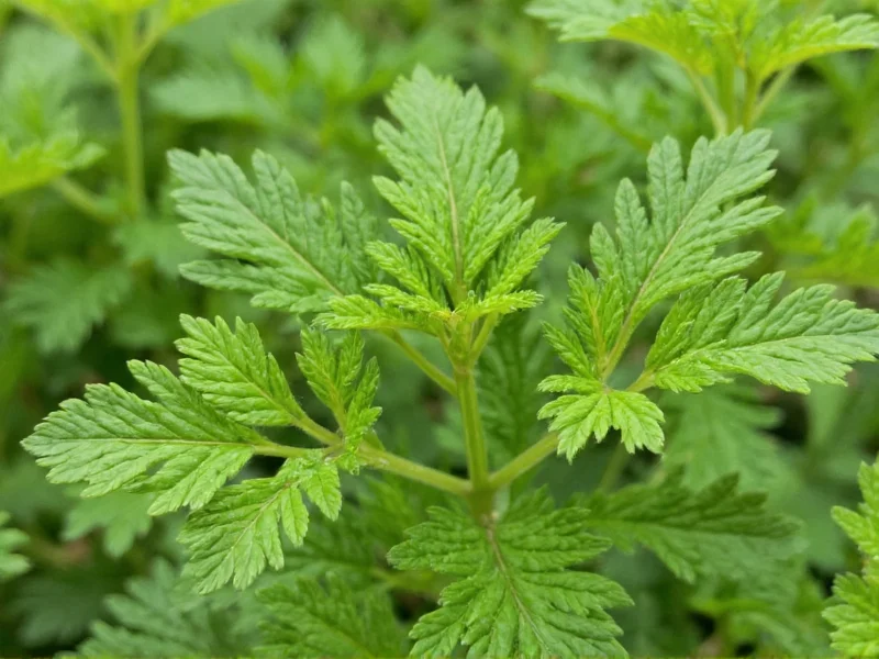 Dry Parsley: Substitution Ratios, Storage & Best Uses