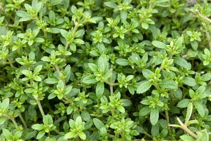 Comparison of fresh vs dried oregano leaves