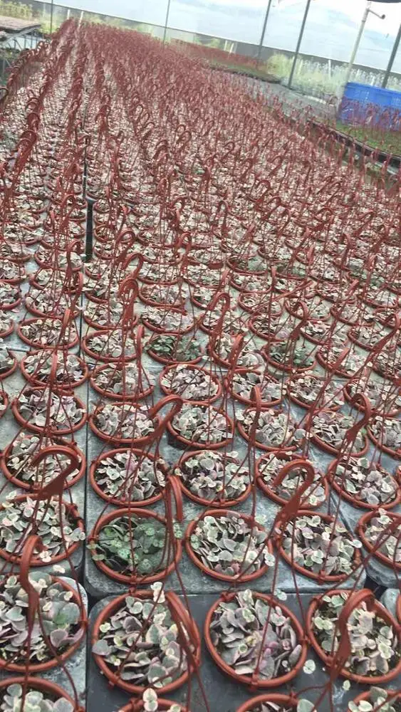 
Wholesale indoor decoration Chain of Hearts hanging basket plant live succulent 