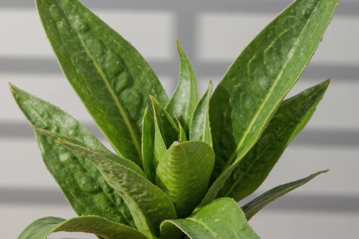 is a snake plant a succulent