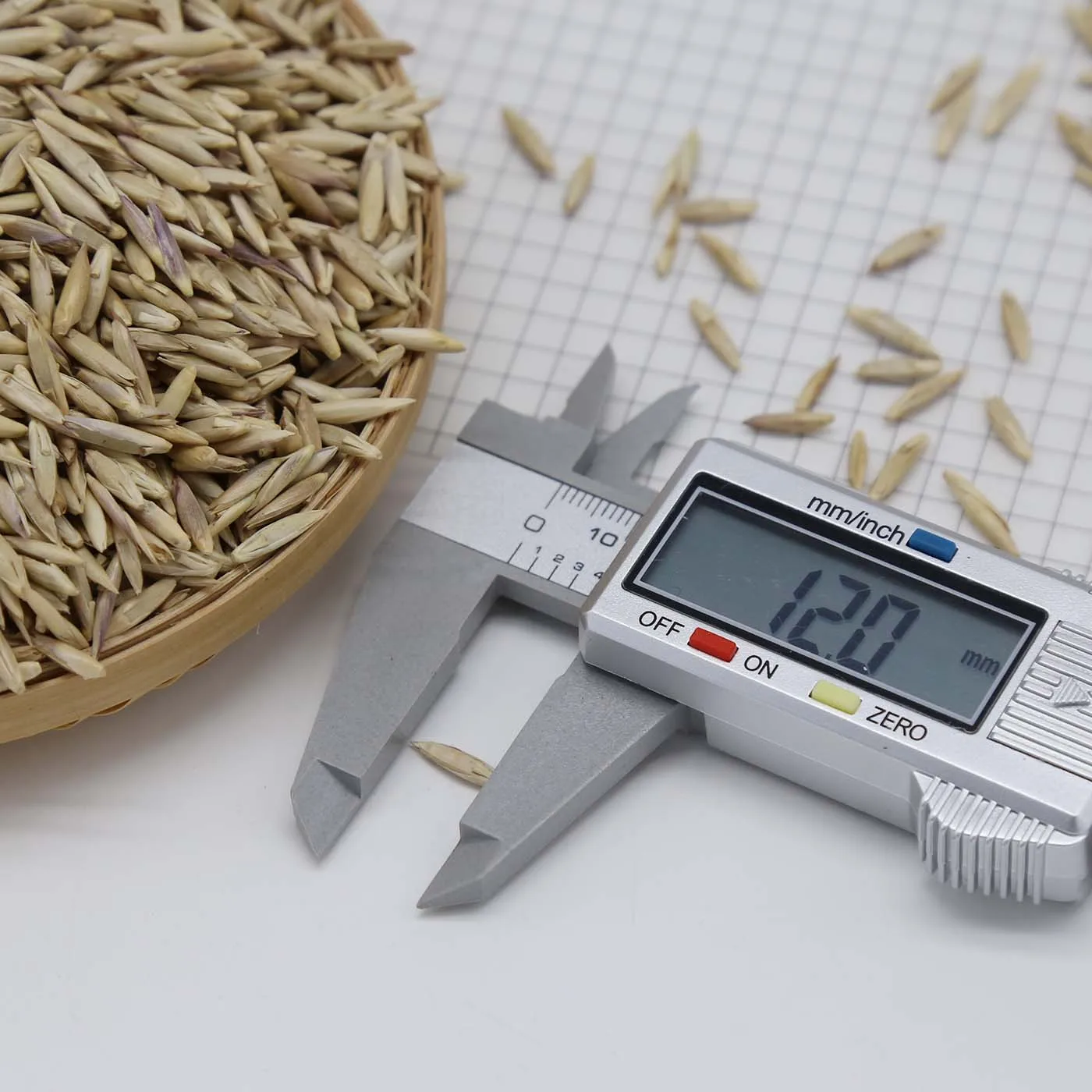 Solid Bamboo Seeds Bambusa Longinternode For Commercial Plantation From