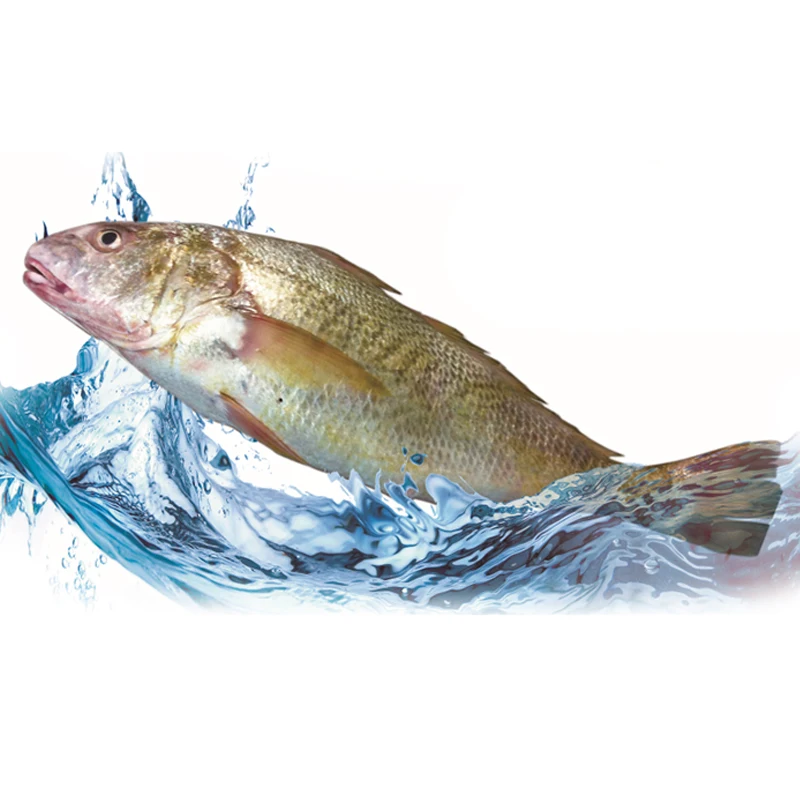 
Frozen Whole Round Fish Yellow Croaker Good Price 