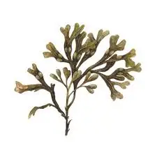 Free Shipping Fucus Vesiculosus/Bladderwrack Extract Bladderwrack Powder Raw Material 20:1 In Bulk