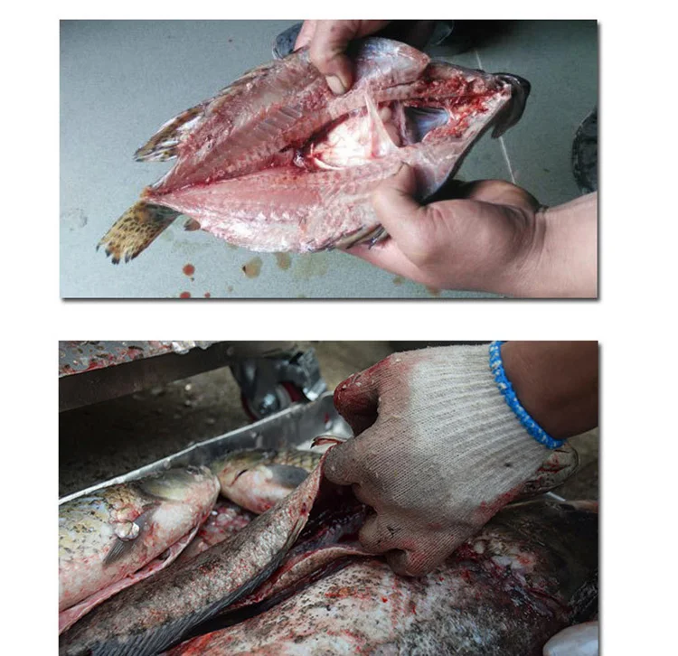 fish killing machine (10).jpg