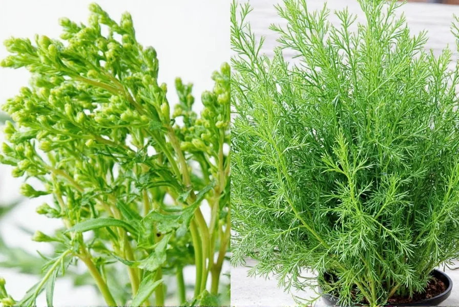 dill or no dill the 5 mystery plants that look shockingly similar to dill weed