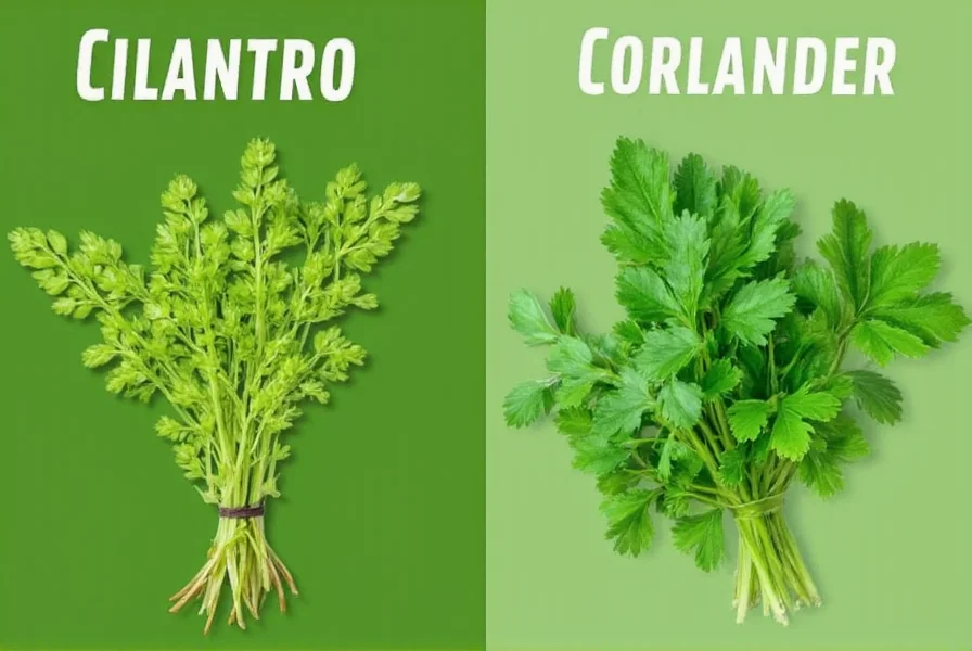Cilantro vs Coriander: Same Plant, Different Names Explained