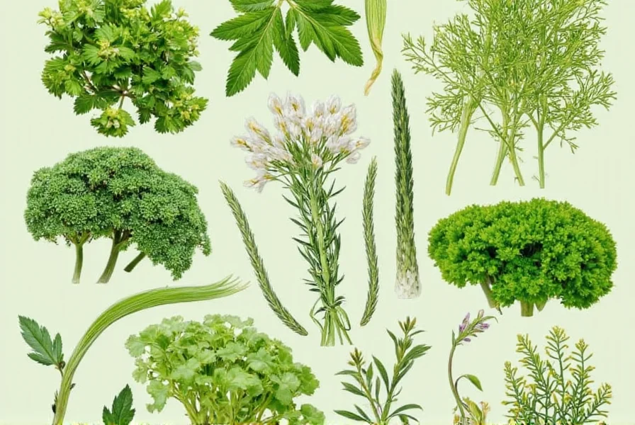 Drying herbs in a basket