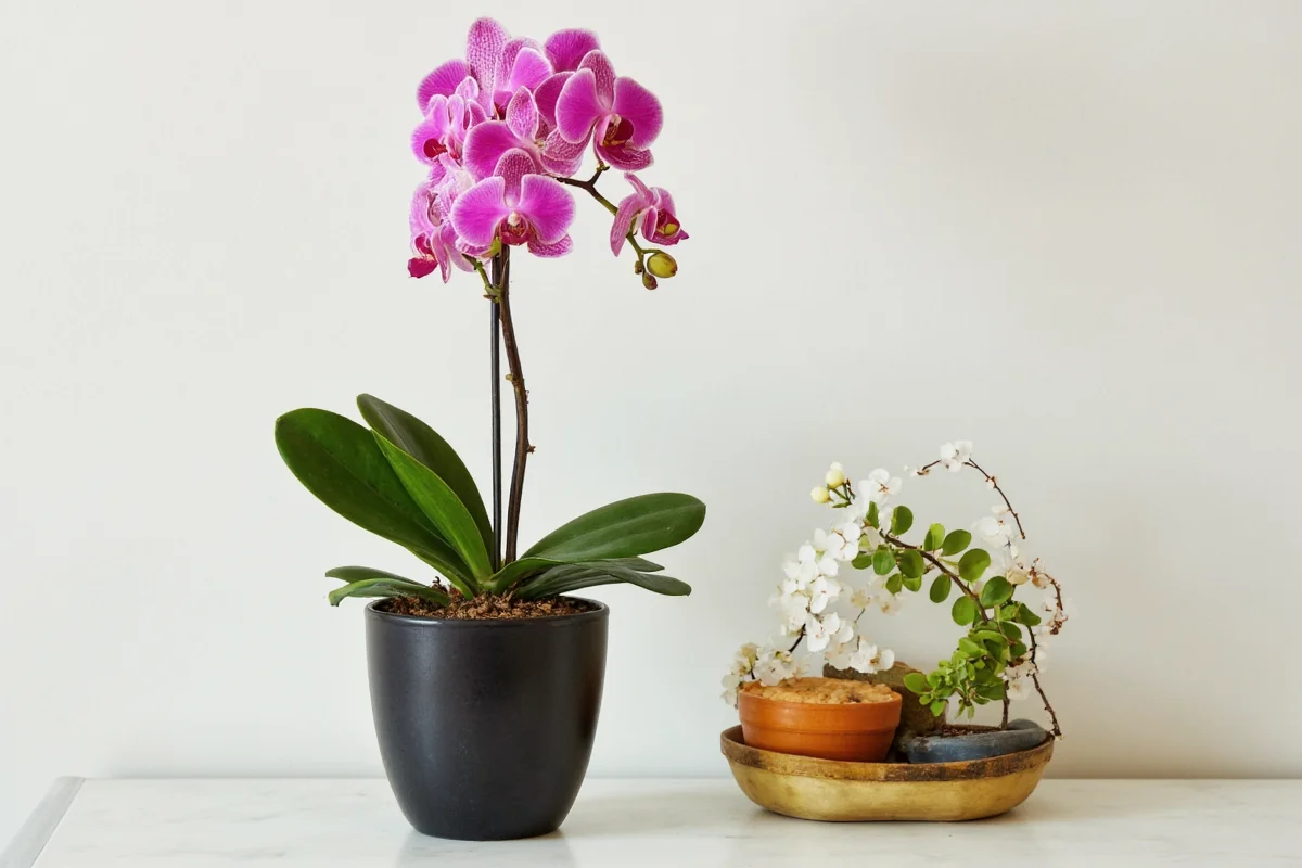 how to keep an orchid plant alive