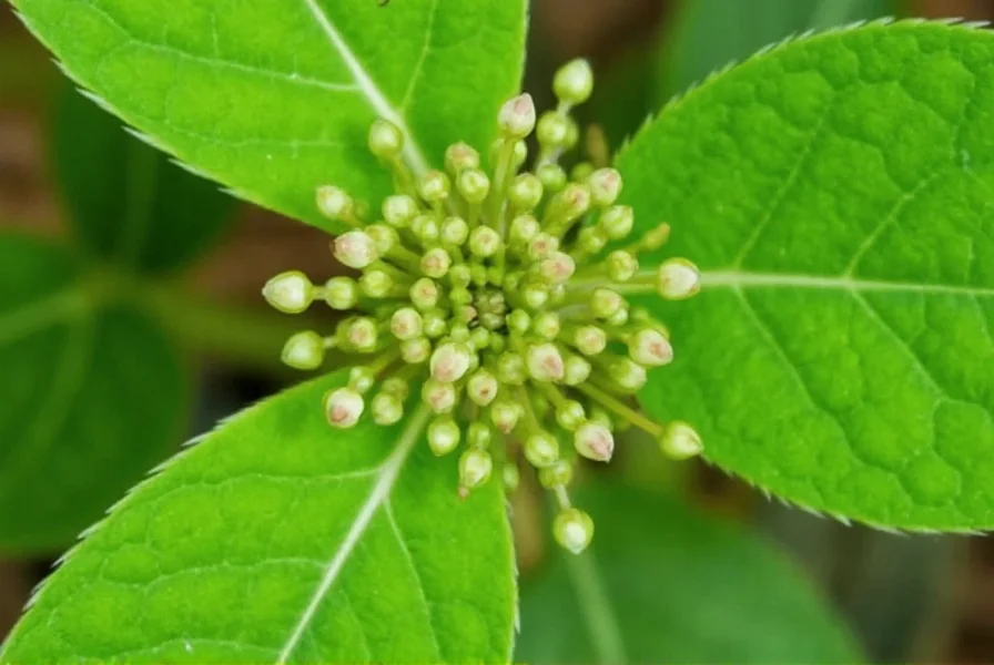 Close-up identification guide showing burr clover leaves, flowers, and distinctive coiled seed pods