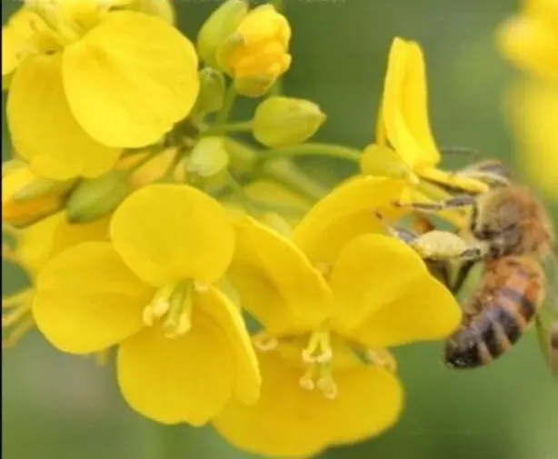 
high quality organic 100% refined natural Bee Pollen 