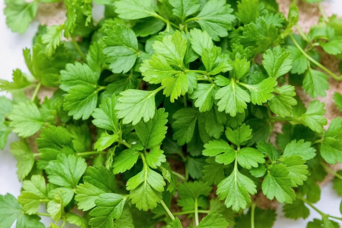 how to take care of cilantro plant