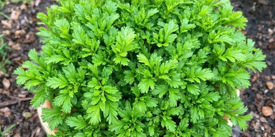 Creative parsley storage hacks