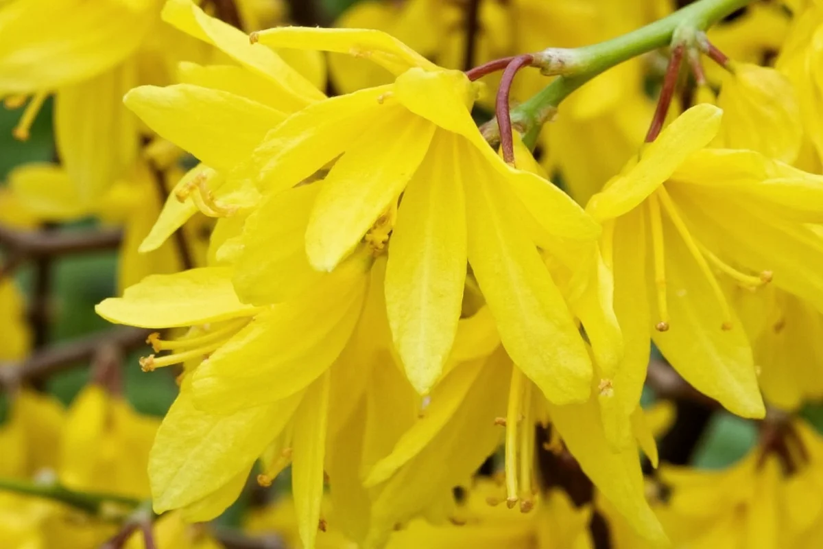 0304 forsythia