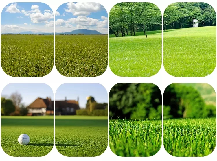 2020 Plus Organics Npk 18-0-4 Abono Líquido Orgánico Para Césped De