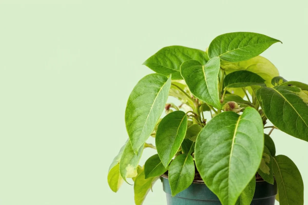 are pothos plants poisonous to cats