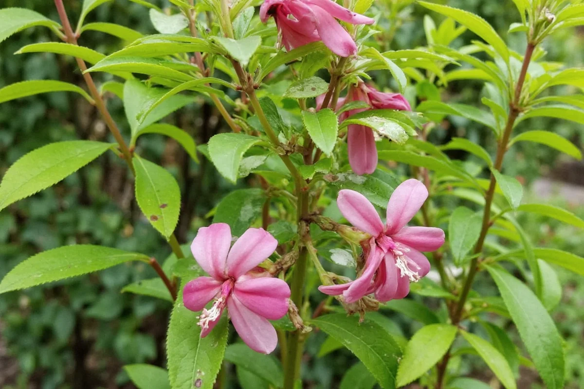 florida native plants that are drought tolerant