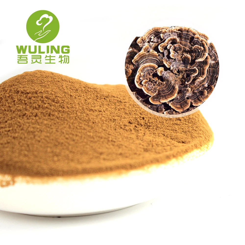 Coriolus Pilz Extrakt Turkey Tail Mushroom Extract Turkey Tail 50