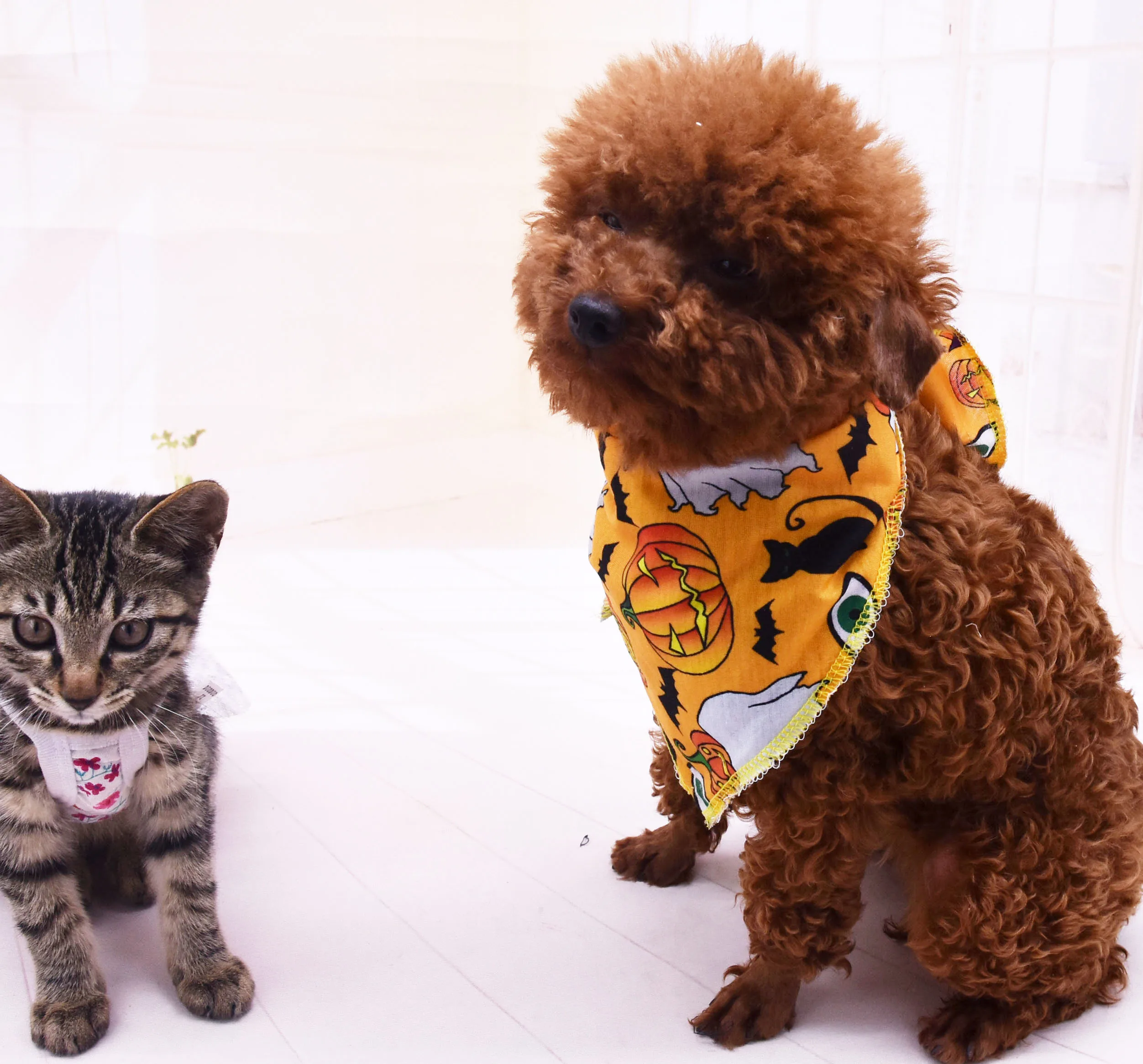

PET SCARF, dog mouth towel cat supplies, collar accessories Halloween