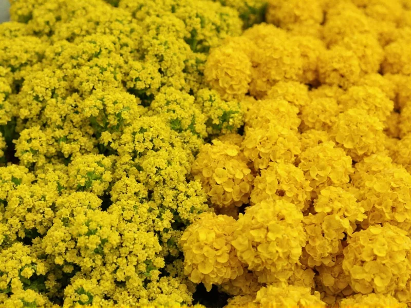 Mustard Varieties: Types, Differences & Uses