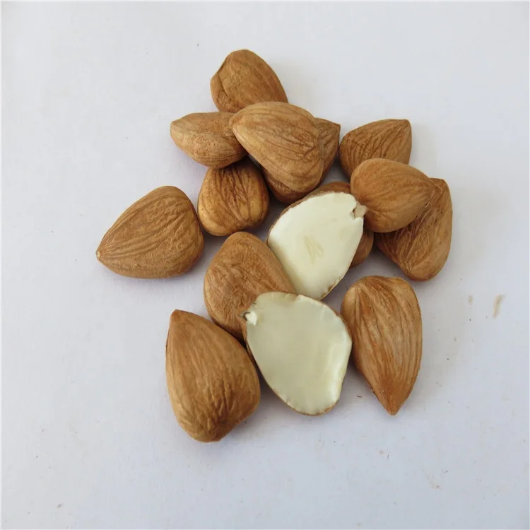 
Apricot kernel/Bitter apricot kernel /BAK for good sale 