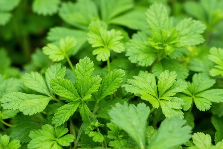 Fresh coriander leaves and seeds showing nutritional components