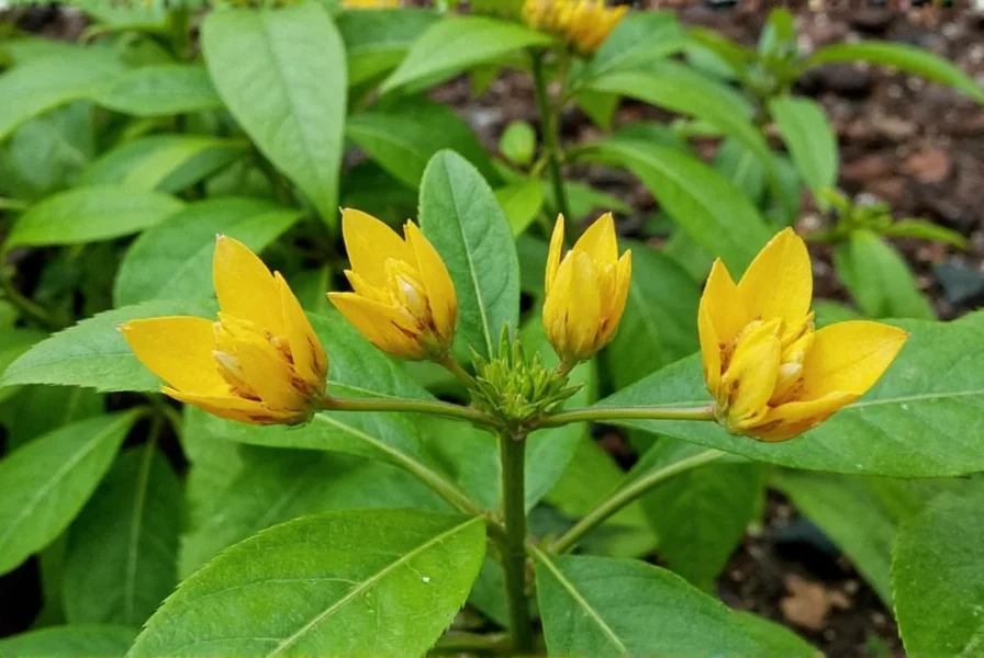 Butterfly Ginger (Costus speciosus): Complete Guide
