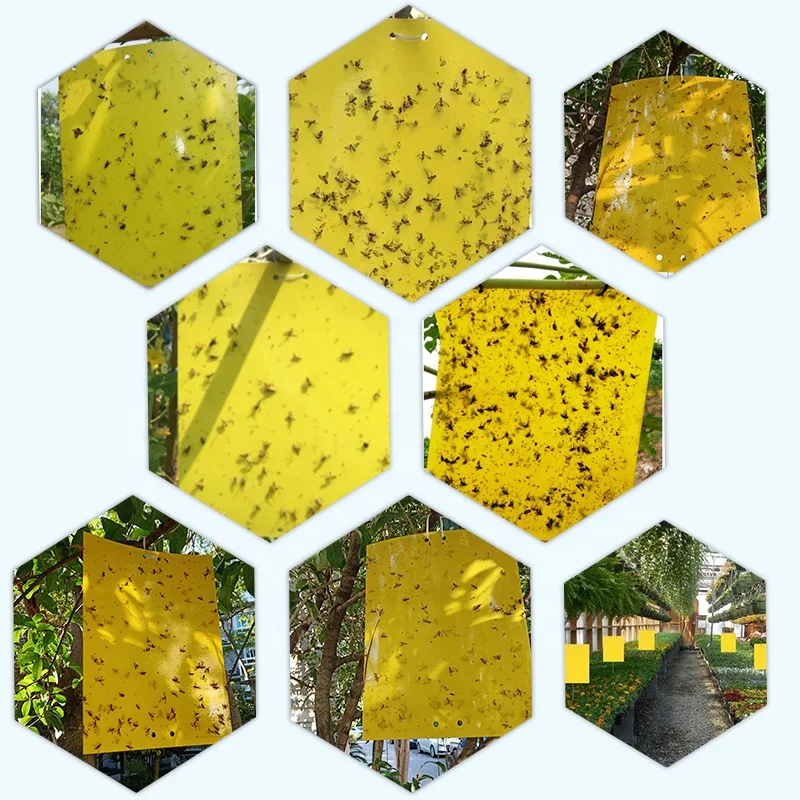 

Dual Yellow Sticky Flying Plant Insect Fruit Fly Glue Traps Pheromone