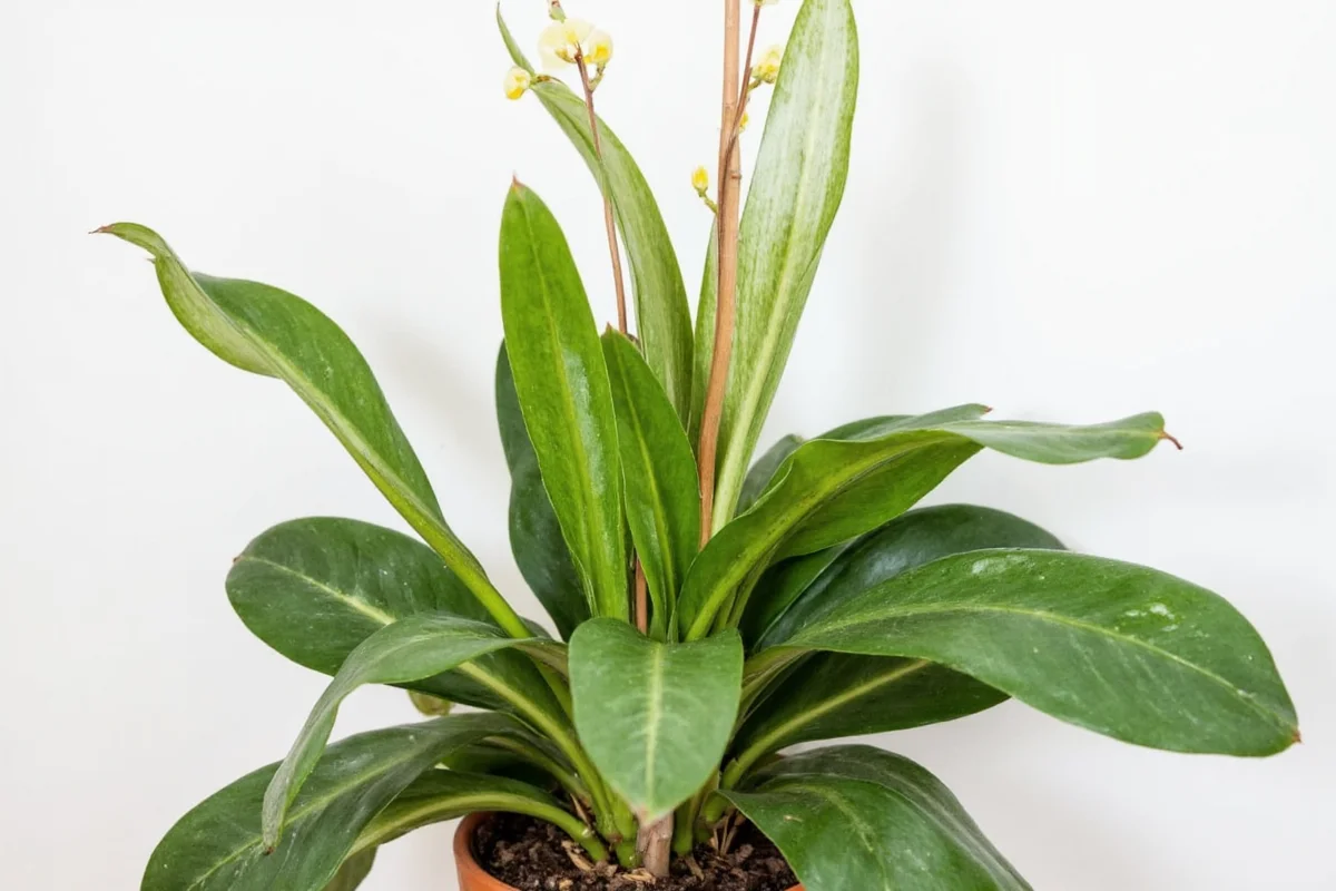 how to care for an orchid house plant