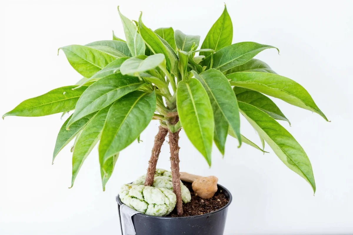 how to care for mother in law tongue plant