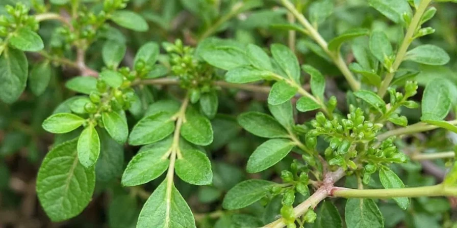 Dishes using oregano from around the world