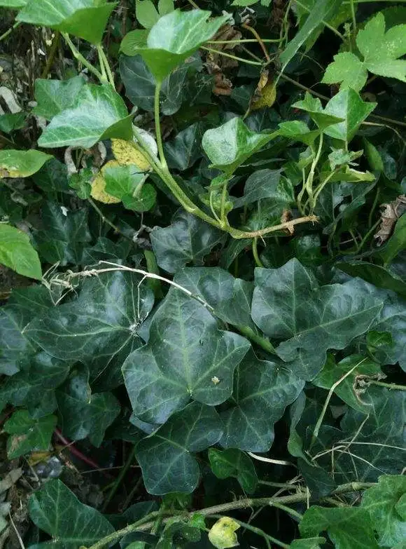 harpagoside - .jpg