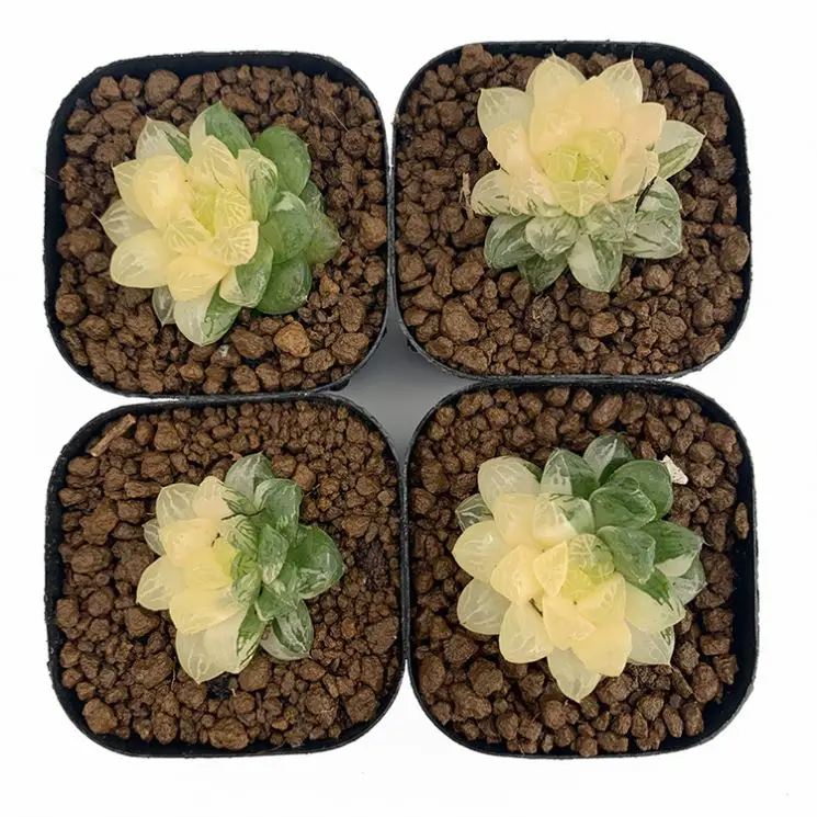 
Indoor Household Adornment Wholesale Mini Succulent plants 