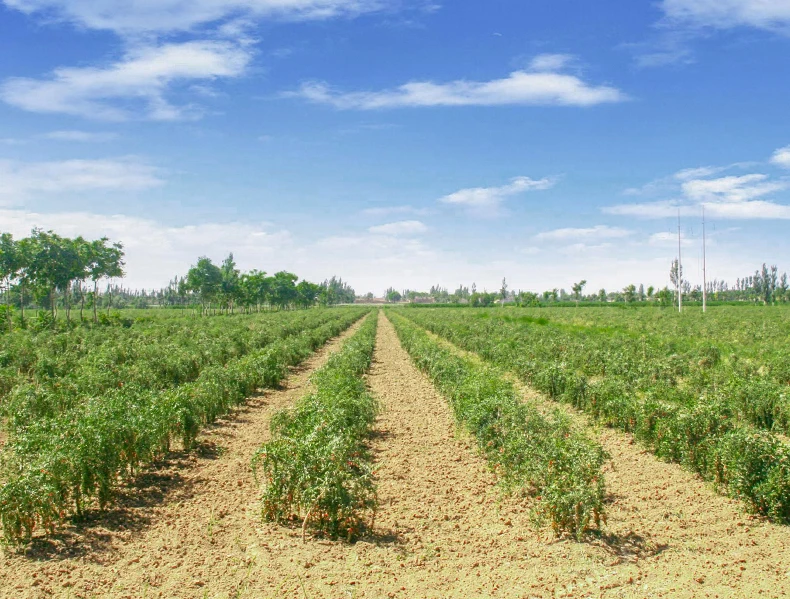 枸杞种植基地