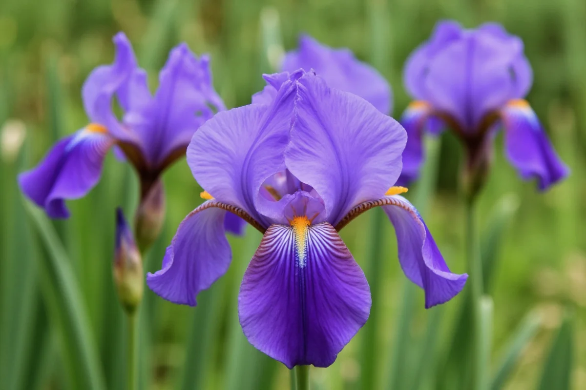 0218 iris