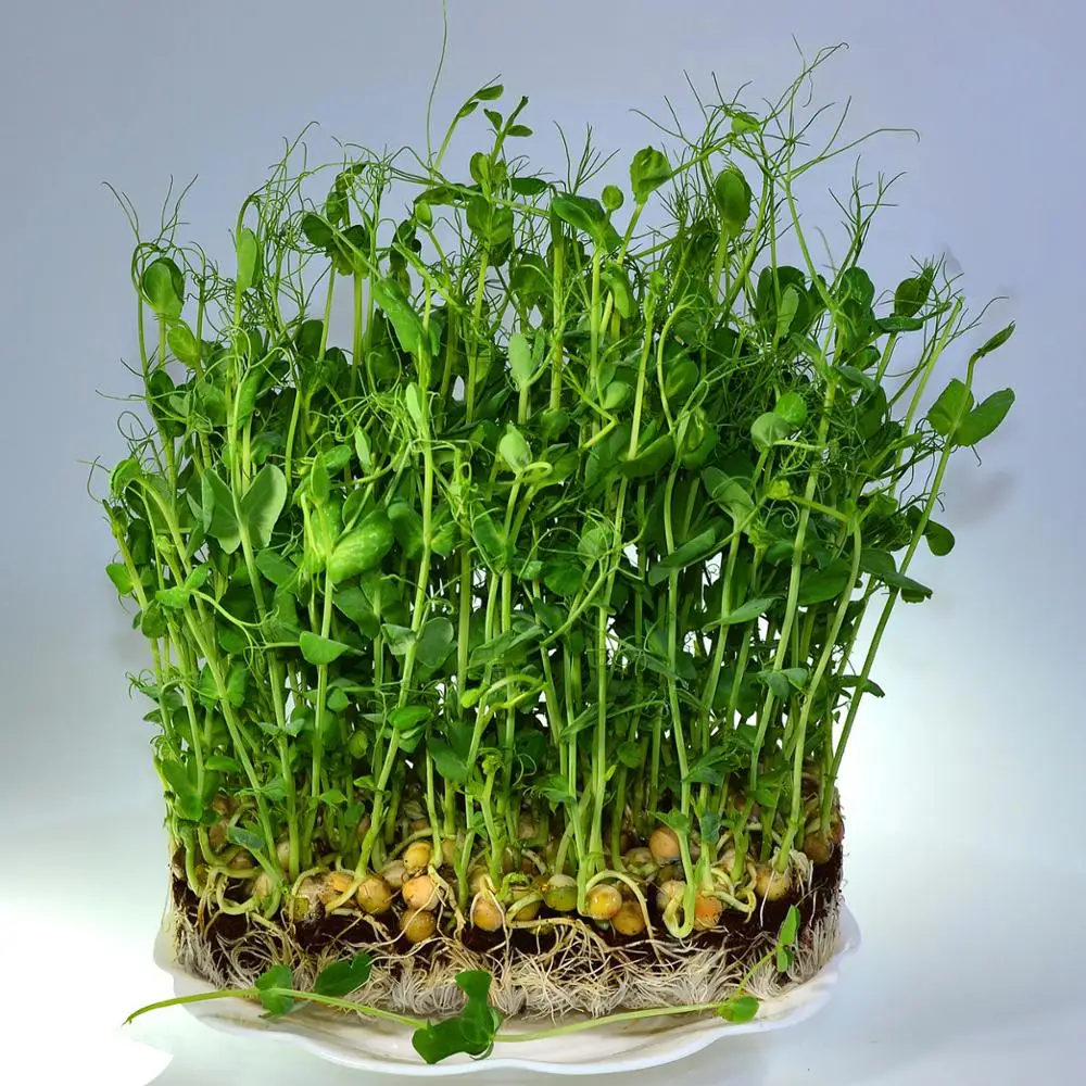 
bio fertilizerbioazotobacter rhizobium rhizobium biofertil rhizobium bacteria biological fertilizer 