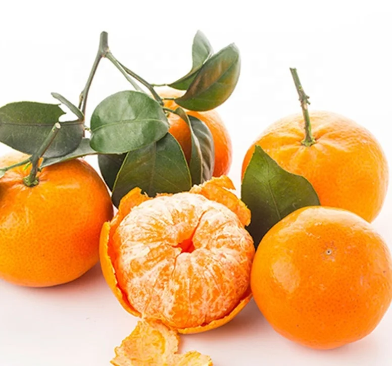 mandarin orange nobis tangerine fruit tree seedlings