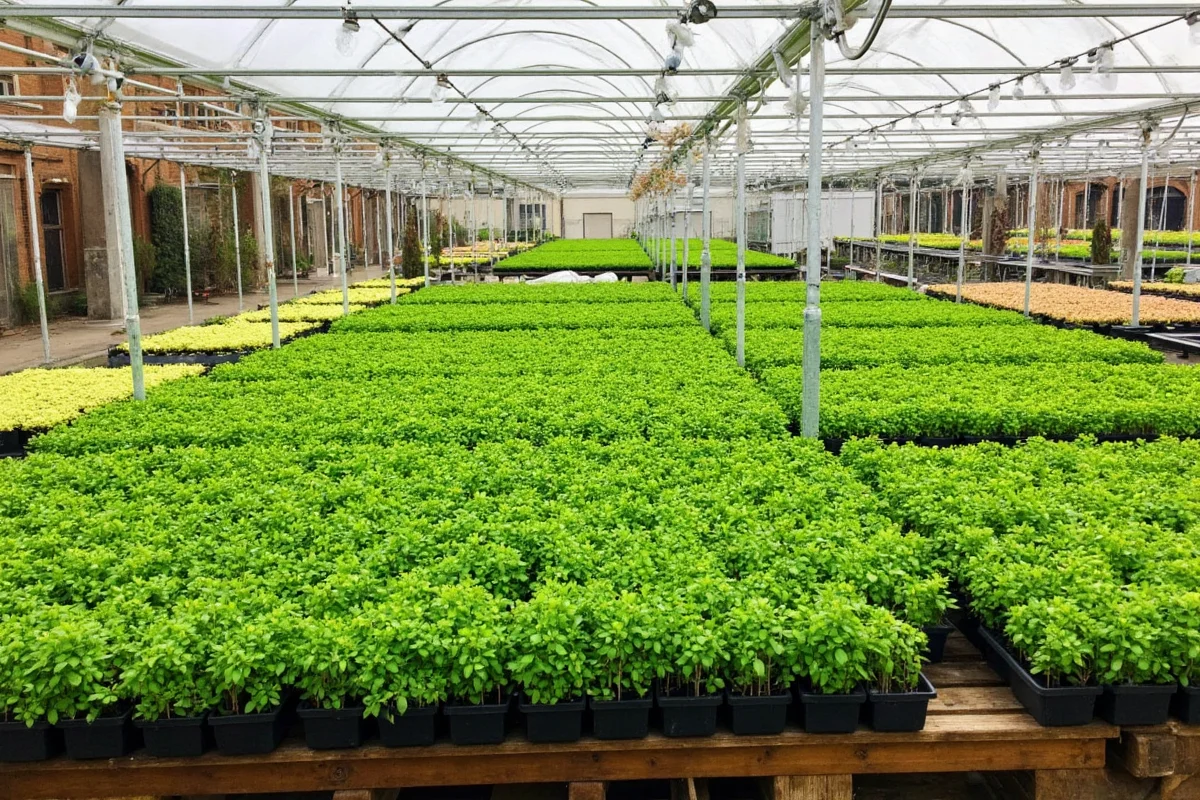 Mastering Plant Culture: Expert Tips for 2025