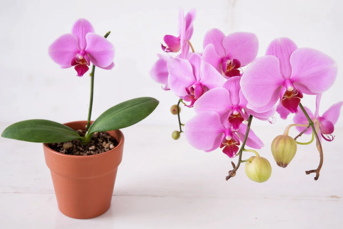 What Is an Orchid Plant? Definition & Facts