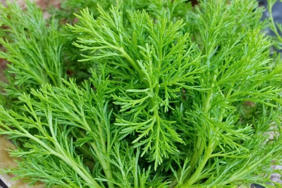 Dill cucumber salad