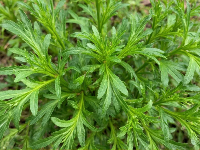 What Is Dill Weed? Essential Culinary Herb Explained