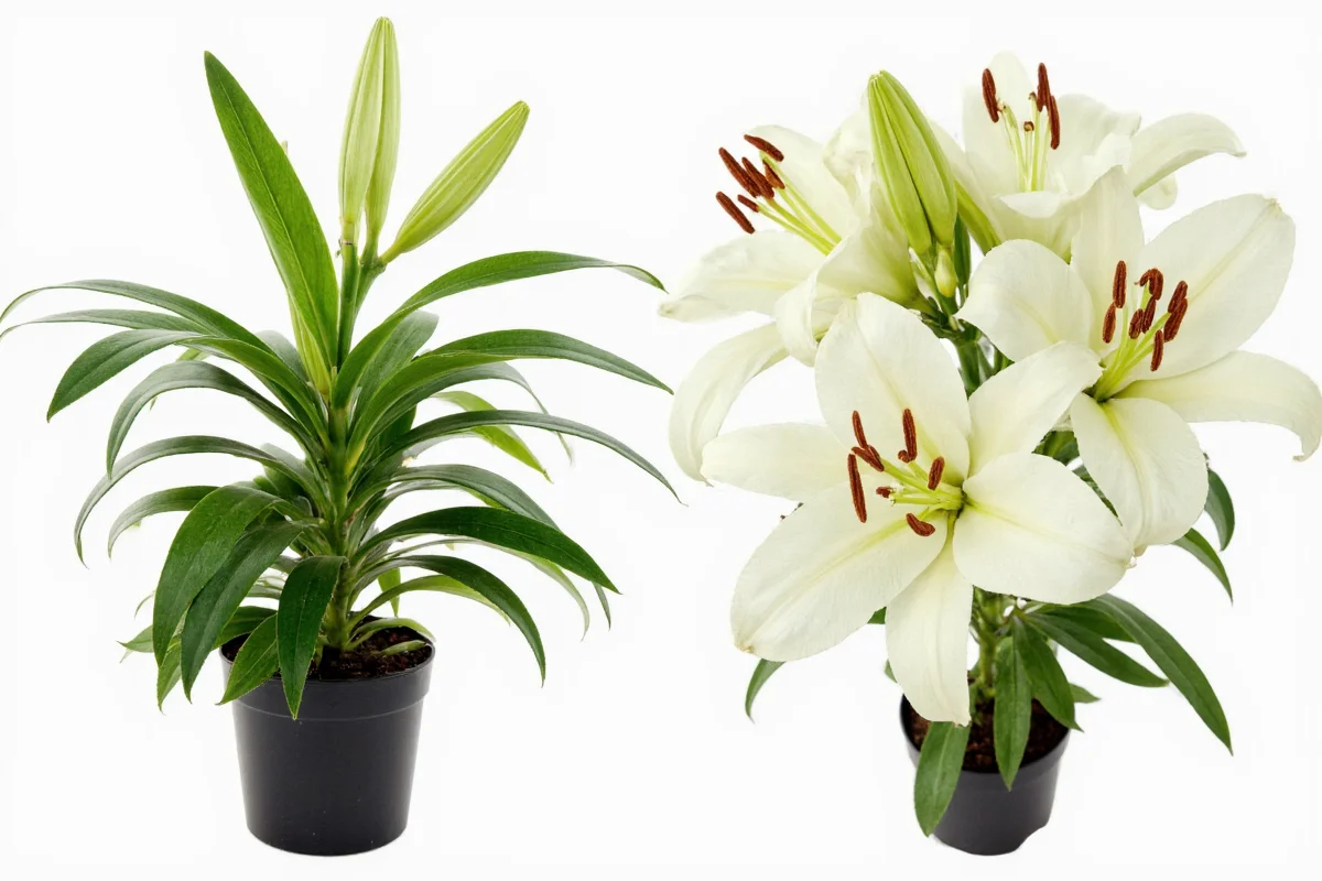 how to take care of a lily plant