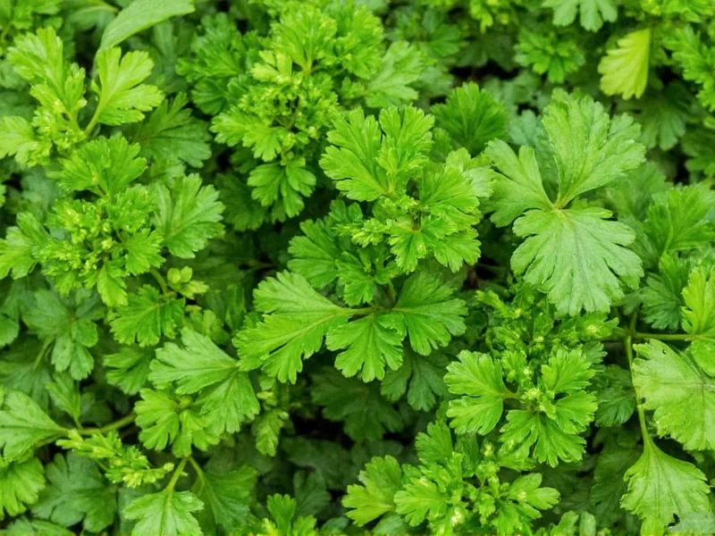 Dried to Fresh Parsley Equivalent: 1:3 Conversion Guide