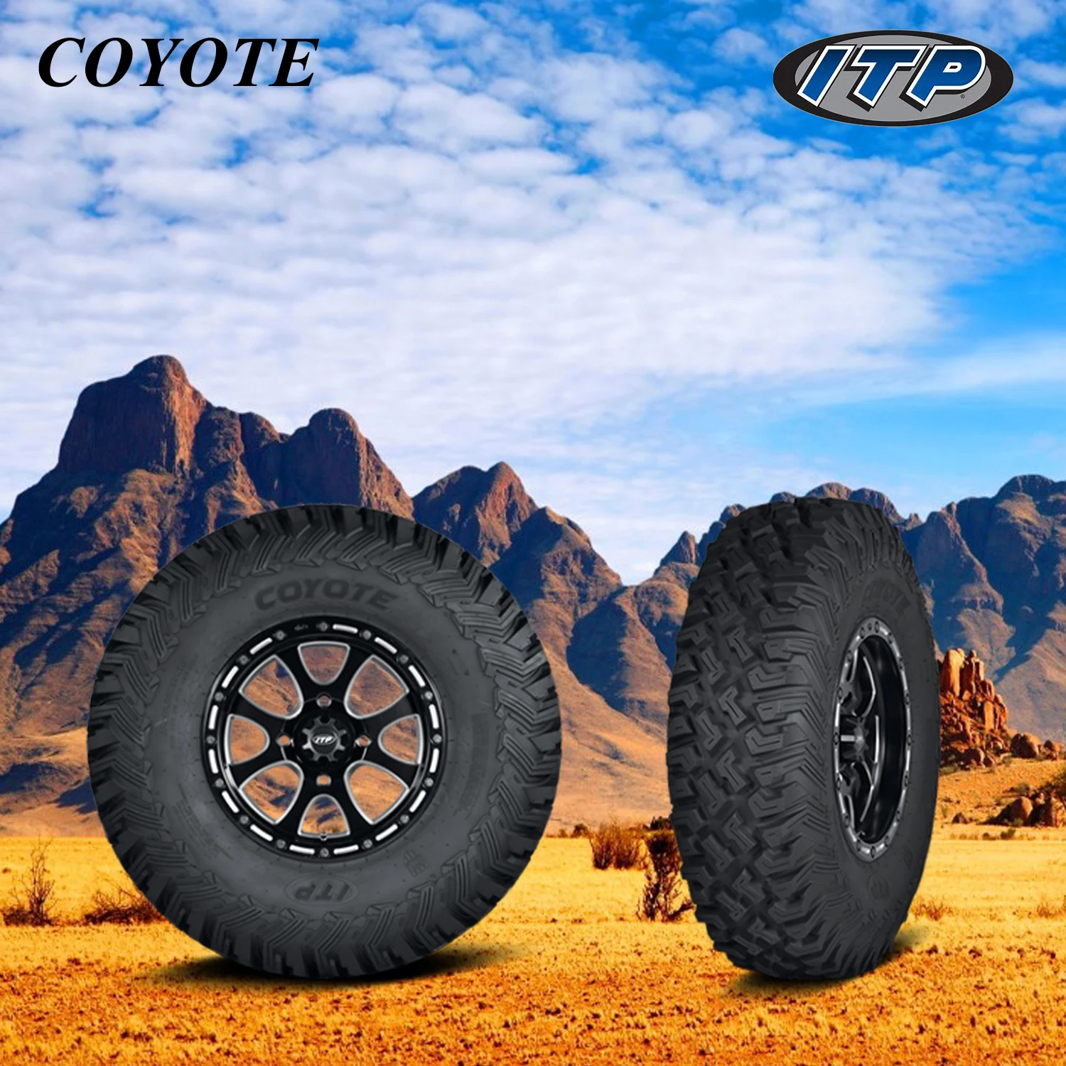 COYOTE-3.jpg