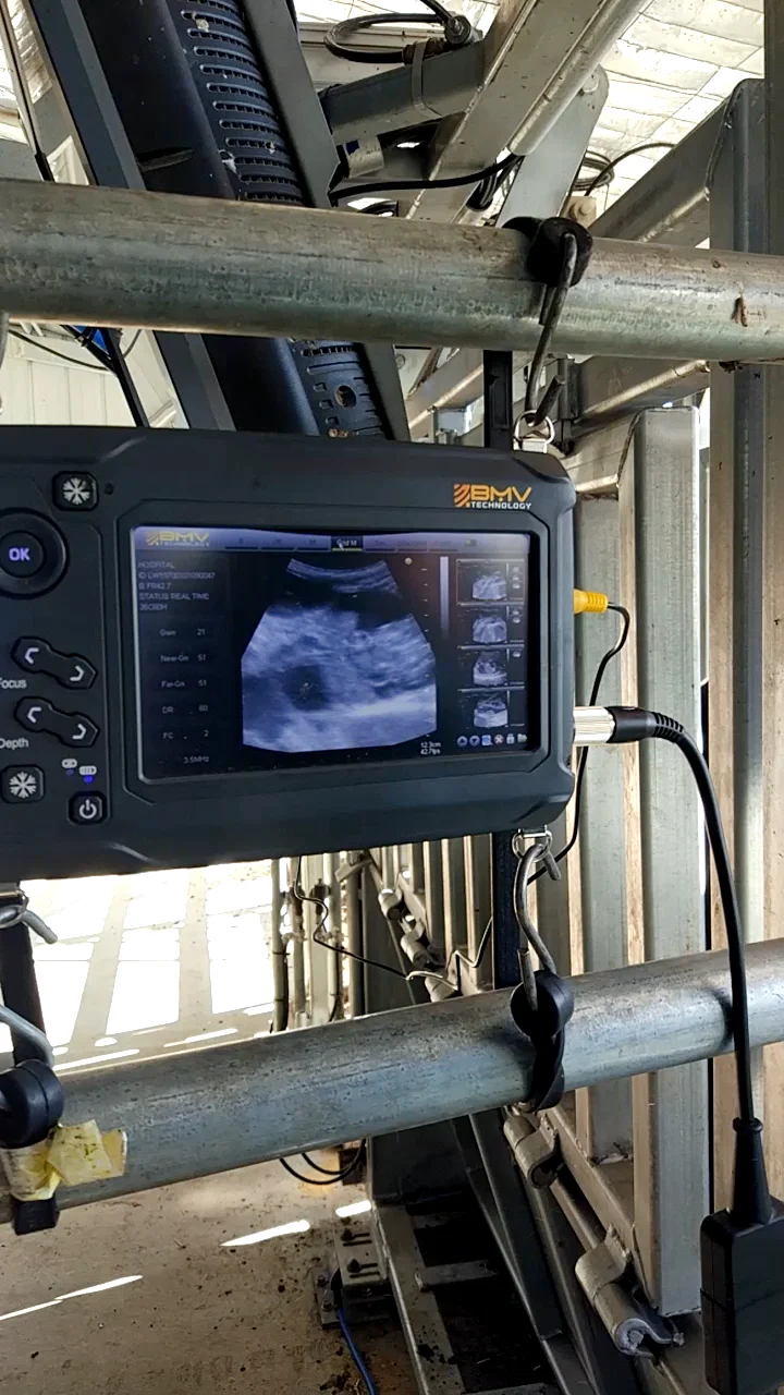 Veterinary Ultrasound Scanner Cattle Bovine Cow Sheep Ecografo Usg S6