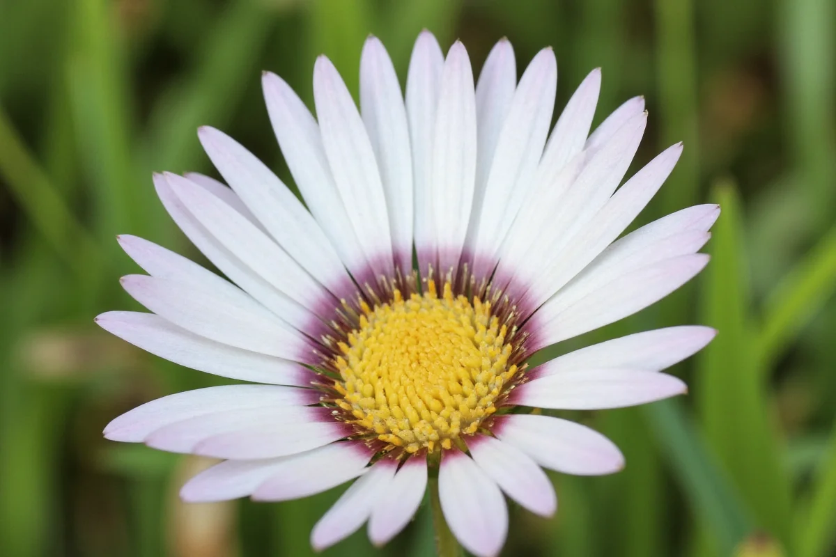 0513 snowball flower